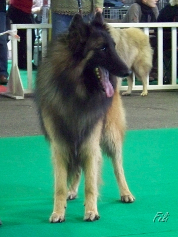 n°82 condor des canis du brabant 5315.JPG
